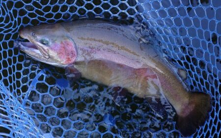 前半苦戦後半まあまあ ～岡崎トラウトポンド～